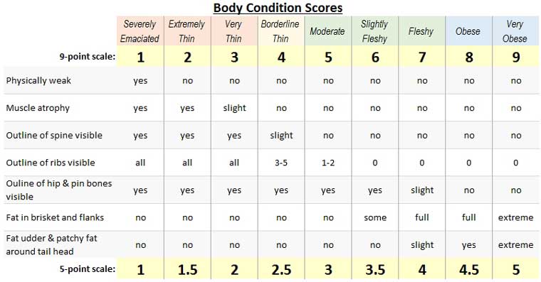 cattle-body-condition-scoring-how-and-why-to-monitor-cattle-body-fat