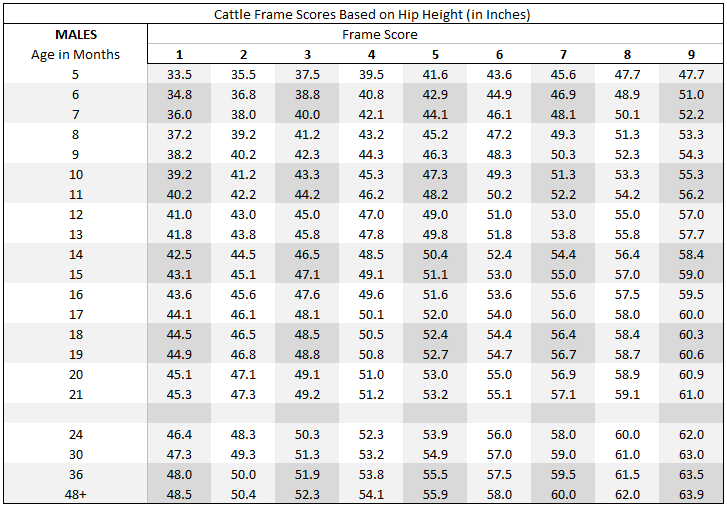 How to calculate target slaughter weights for your beef cattle