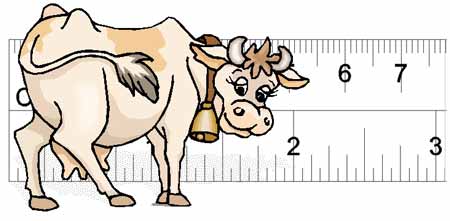 Животные курсовая. Корова с монитором. Cattle body condition score 5.