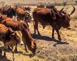 Pasture-based Cattle Farming Guide