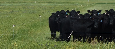 Top 9 Ways To Reduce Beef Cattle Farming Expenses