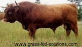 Cattle Breeding: bull selection criteria