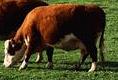 Cattle Breeding: cow selection criteria