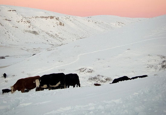 Cattle Grazing Through Snow